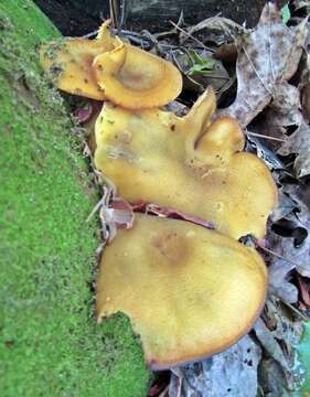 Image of Tricholomopsis decora (Fr.) Singer 1939