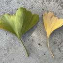 Image of Ginkgo Spot