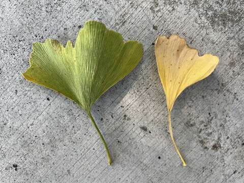 Image of Bartheletiaceae