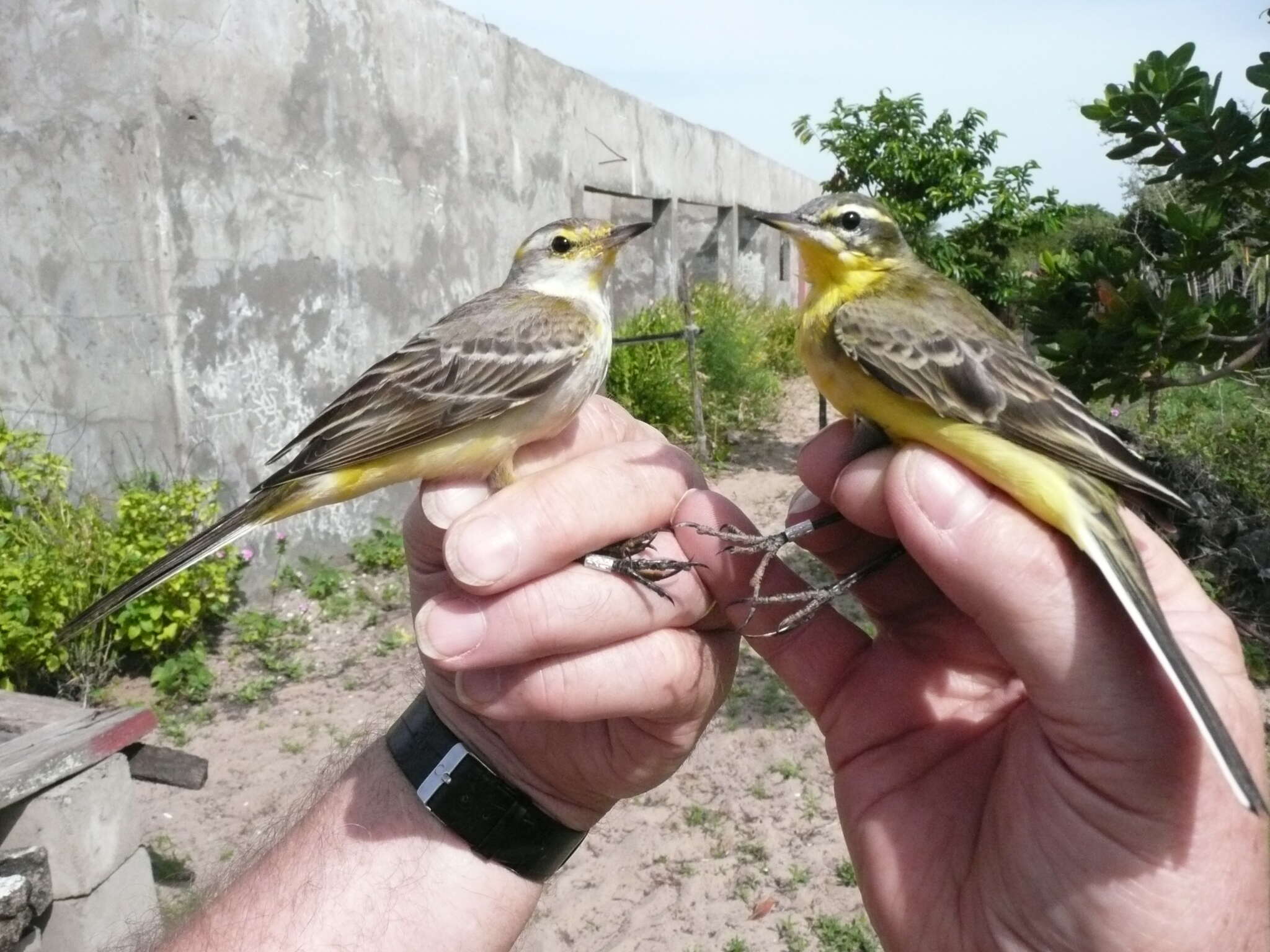 Image of Western Yellow Wagtail