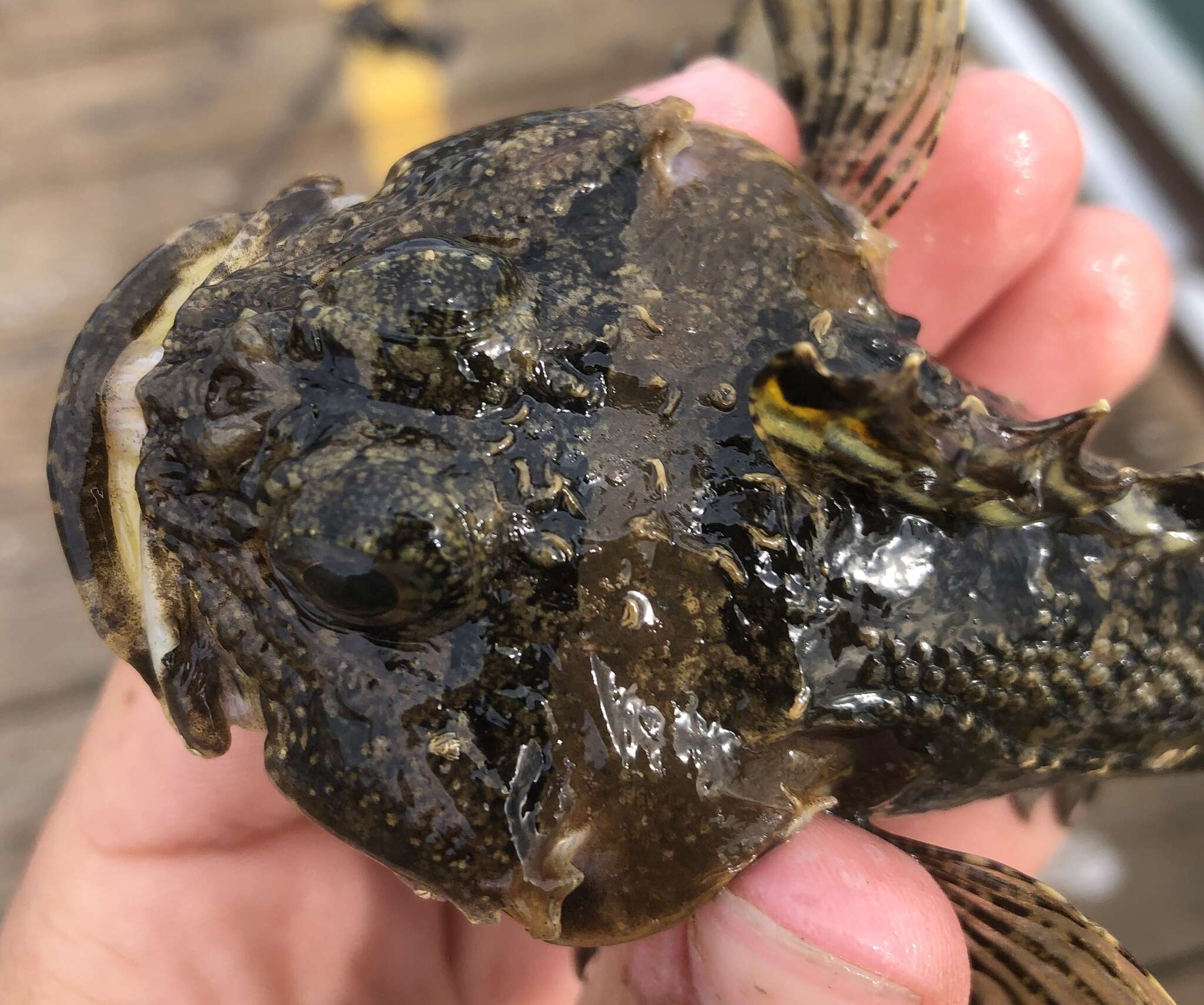 Image of Bonehead sculpin