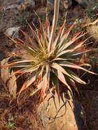 Image of Pretoria aloe