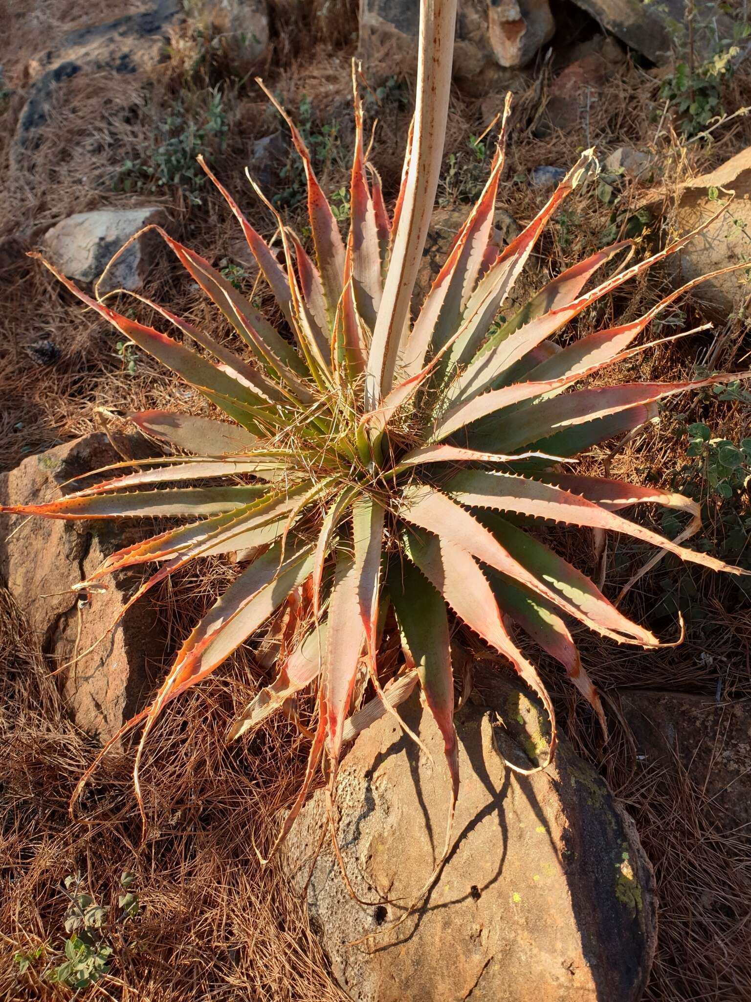 Image of Pretoria aloe