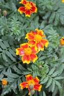 Image of French marigold