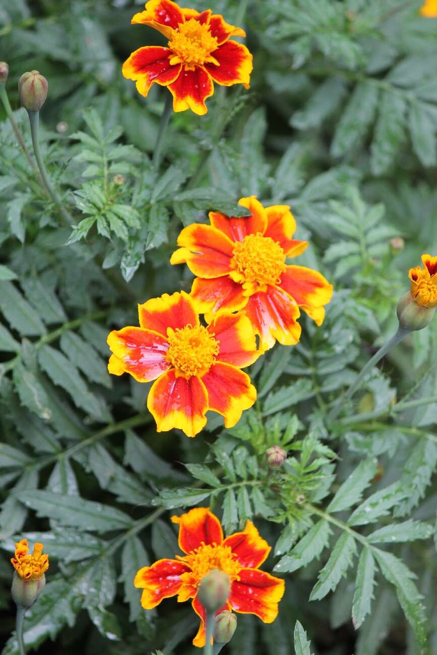 Image of French marigold