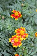 Tagetes erecta L. resmi