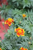 Tagetes erecta L. resmi