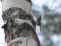 صورة Poecile palustris stagnatilis (Brehm & CL 1855)