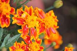 Tagetes erecta L. resmi