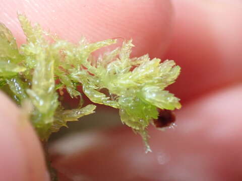 Sphagnum tenellum Bridel 1819的圖片