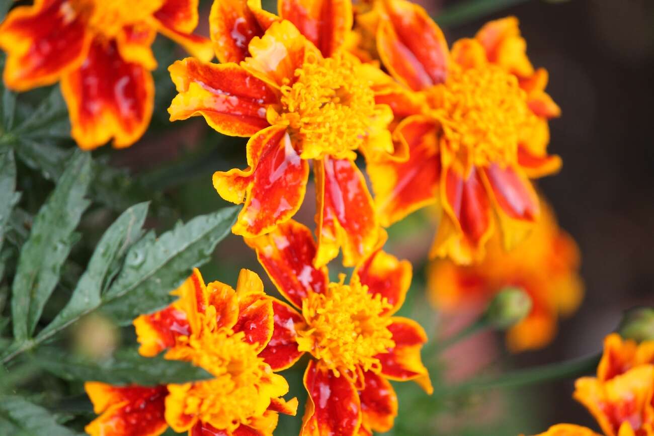 Tagetes erecta L. resmi