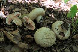 Imagem de Agaricus subfloccosus (J. E. Lange) Hlaváček 1951