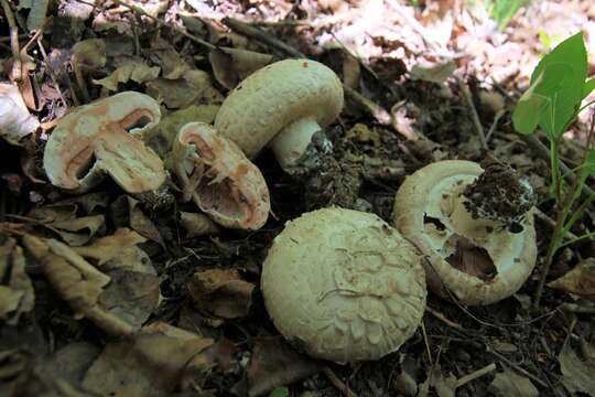 Слика од Agaricus subfloccosus (J. E. Lange) Hlaváček 1951