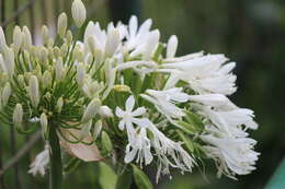 Imagem de Agapanthus africanus (L.) Hoffmanns.