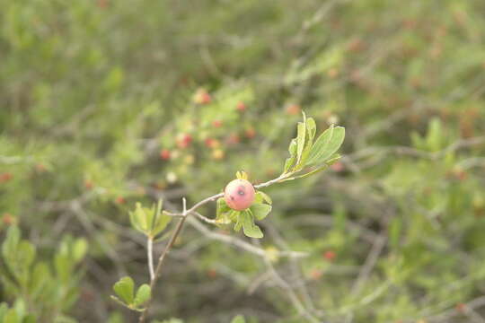 Sivun Diospyros lycioides subsp. lycioides kuva