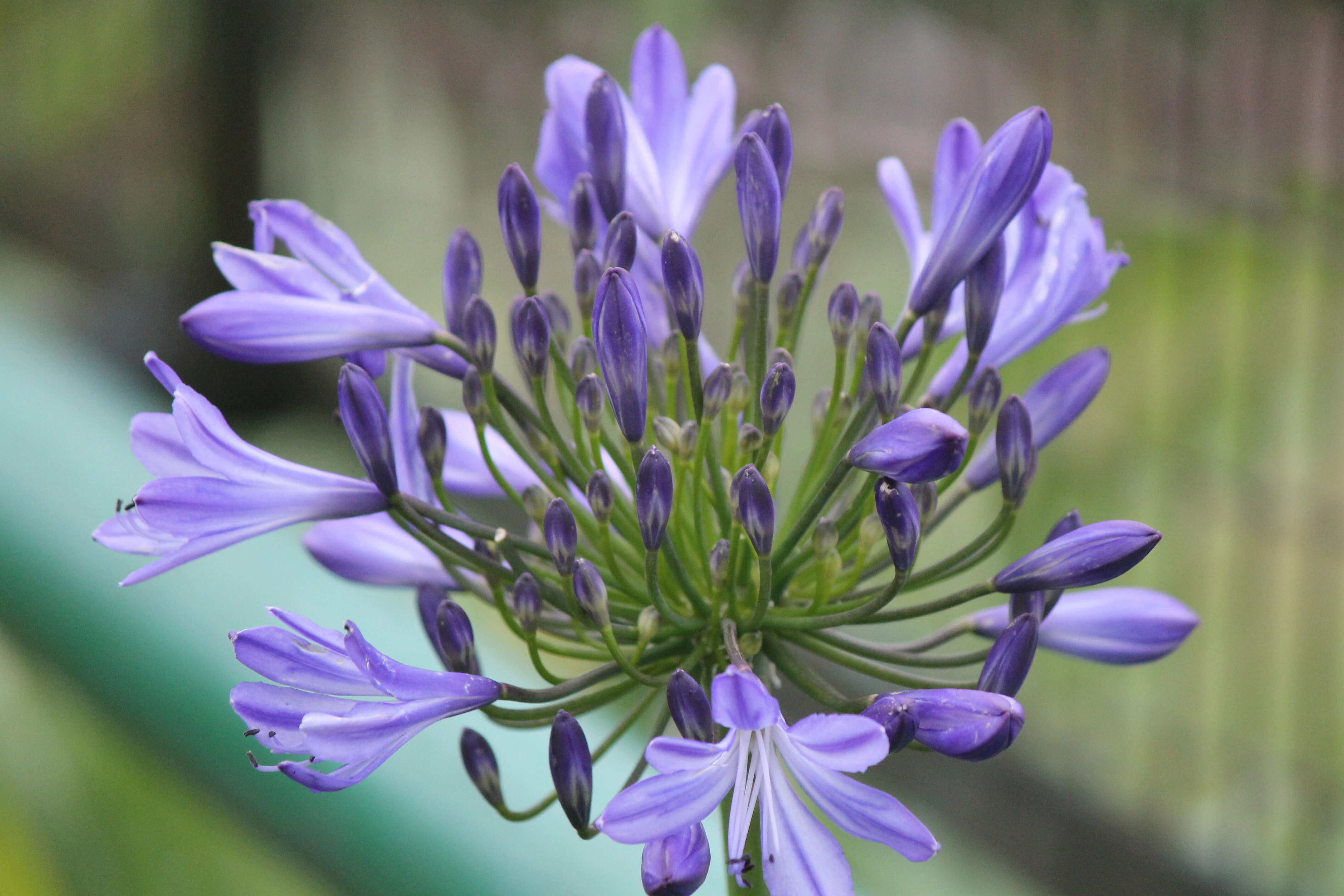 Imagem de Agapanthus praecox Willd.