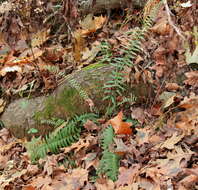 Plancia ëd Polystichum acrostichoides (Michx.) Schott