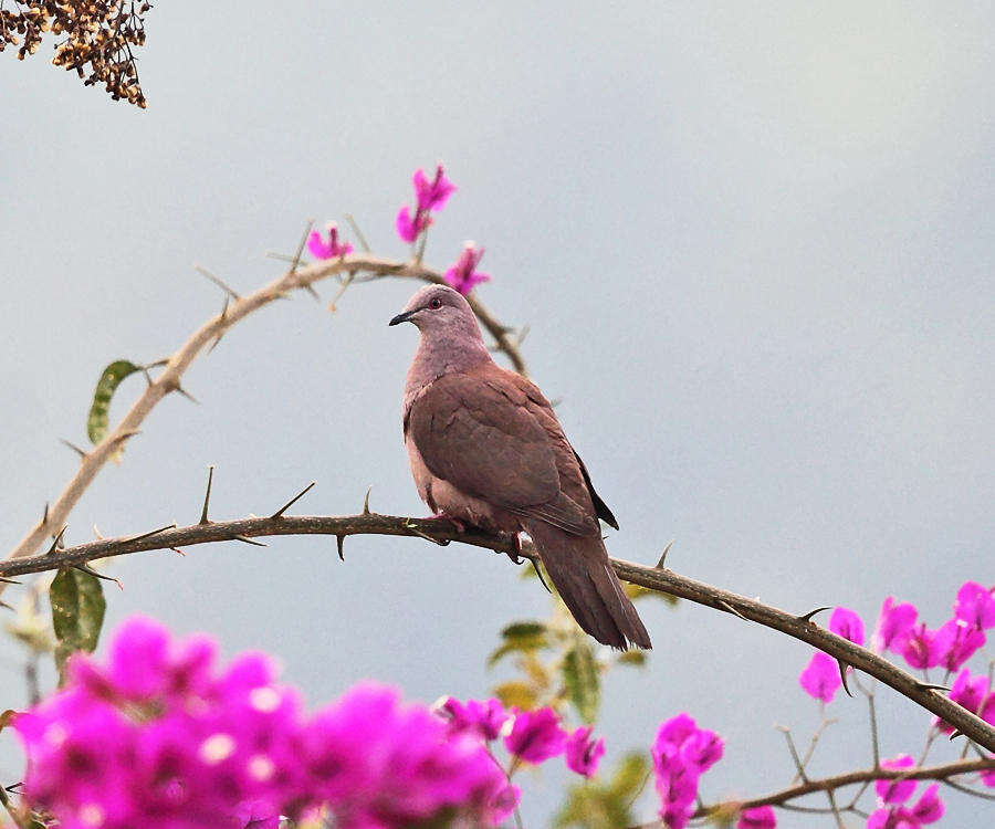 Image of Ruddy Pigeon