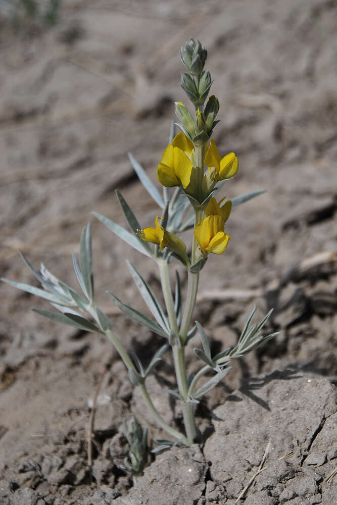 Image of Thermopsis mongolica Czefr.