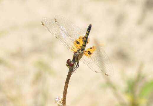 Слика од Celithemis amanda (Hagen 1861)