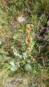 Image of Ligularia altaica DC.