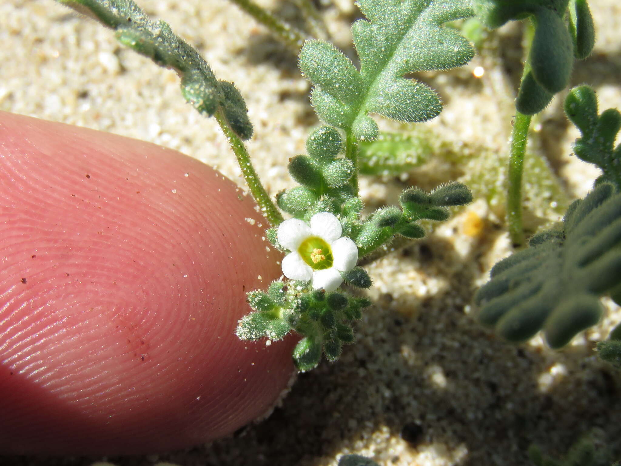 Image de Phacelia ivesiana Torr.