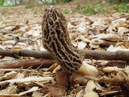 Image of Morchella importuna M. Kuo, O'Donnell & T. J. Volk 2012