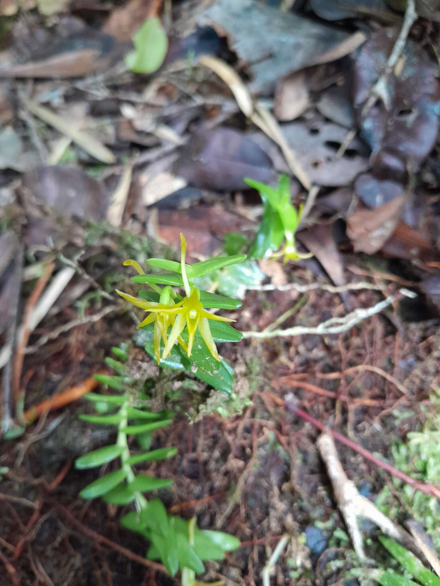 Image of Angraecum triangulifolium Senghas