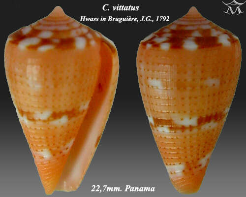 Image of ribboned cone