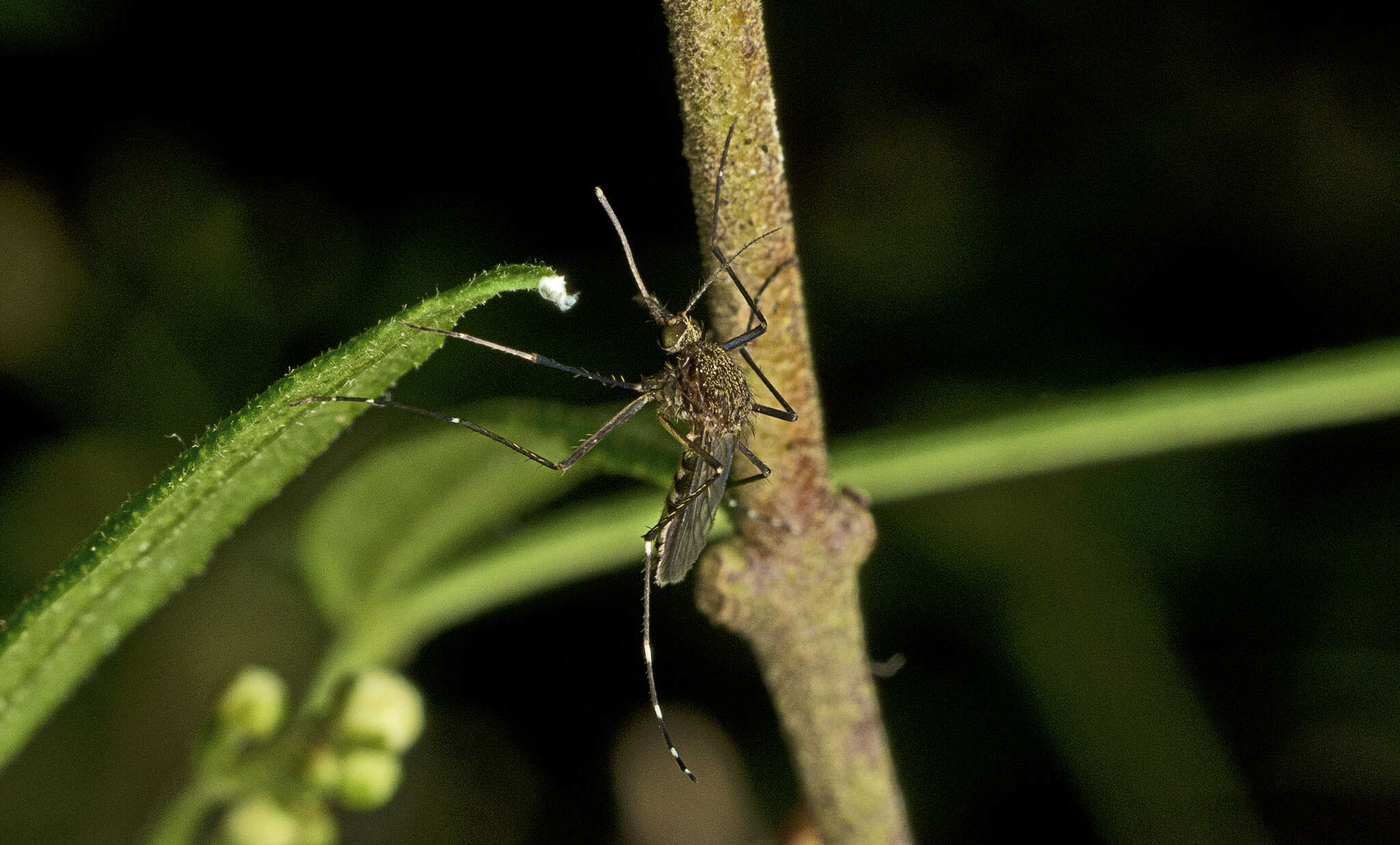 Imagem de Aedes procax (Skuse 1889)