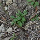 Image of Canadian summer bluet