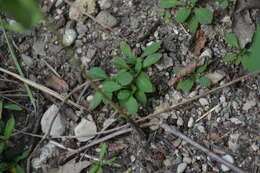 Image of Canadian summer bluet