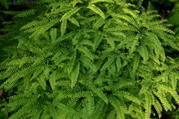 Image of Northern maidenhair fern