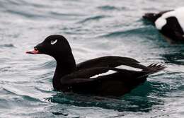 Image of White-winged Scoter