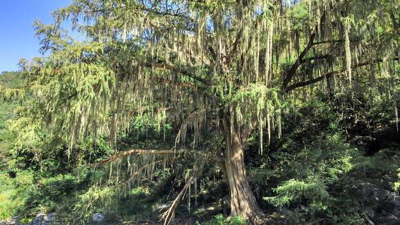 Image of Mexican Cypress