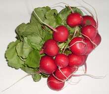 Image of cultivated radish