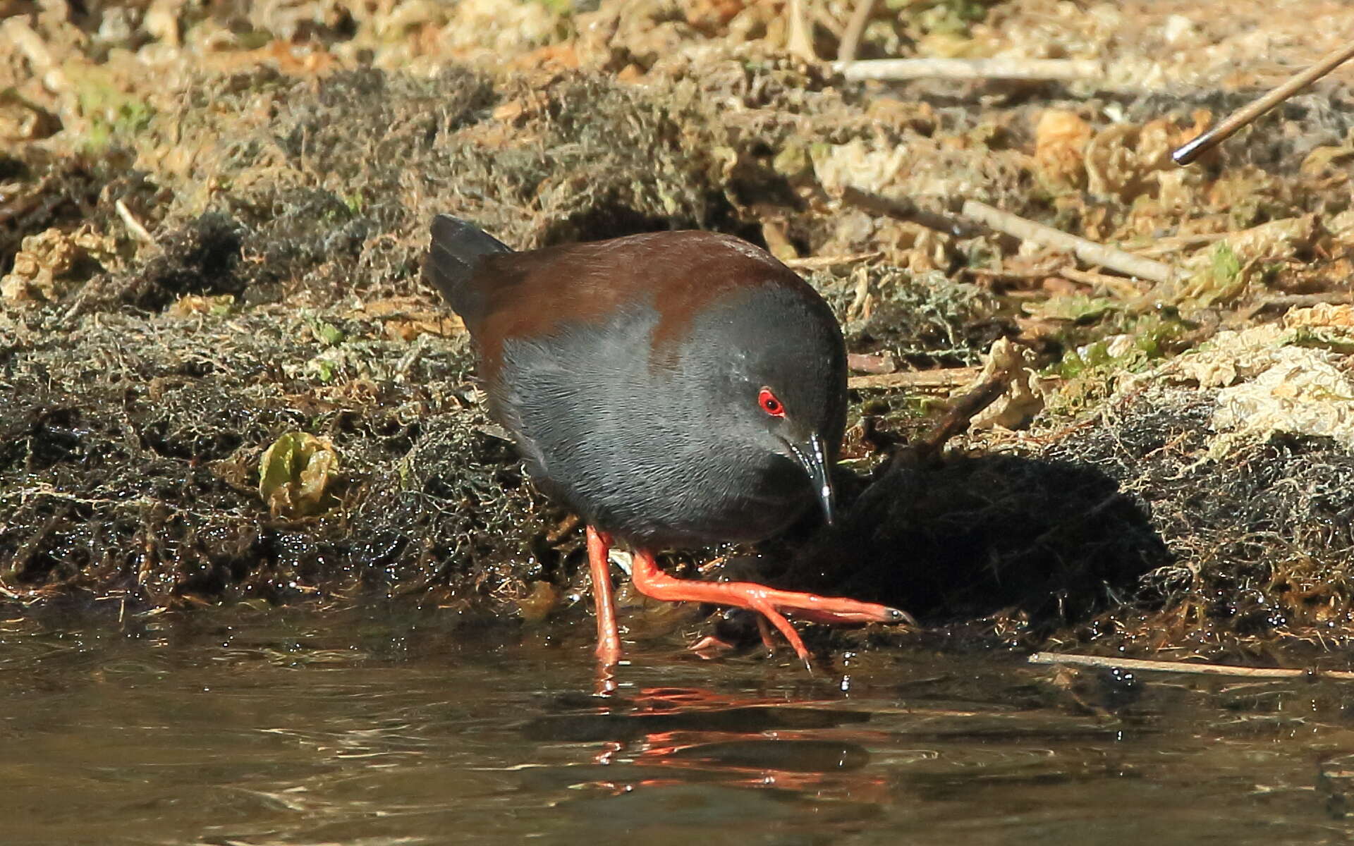 Image of Spotless Crake