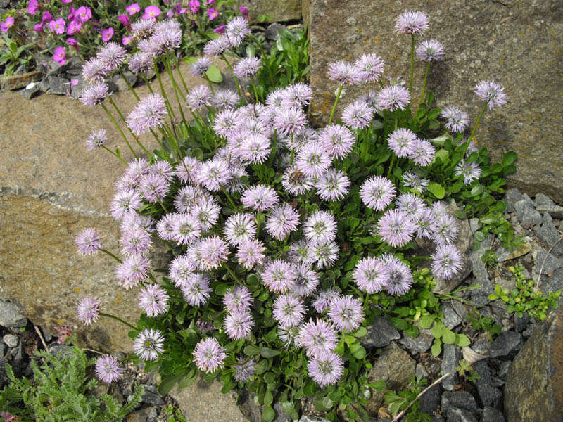 Sivun Globularia trichosantha Fischer & C. A. Meyer kuva