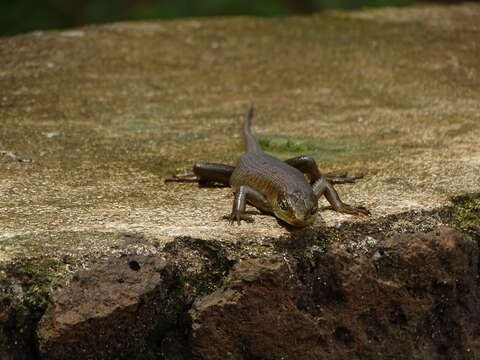 Image of Trachylepis thomensis Ceríaco, Marques & Bauer 2016