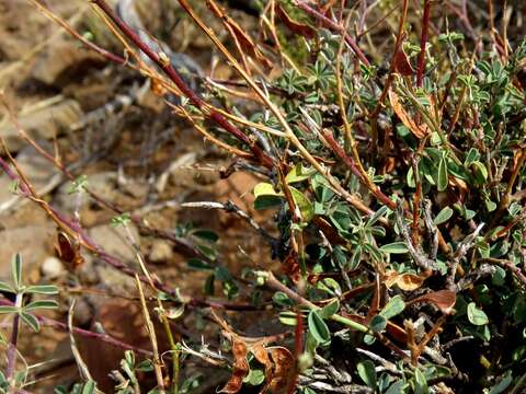 Image of Indigofera sessiliflora DC.