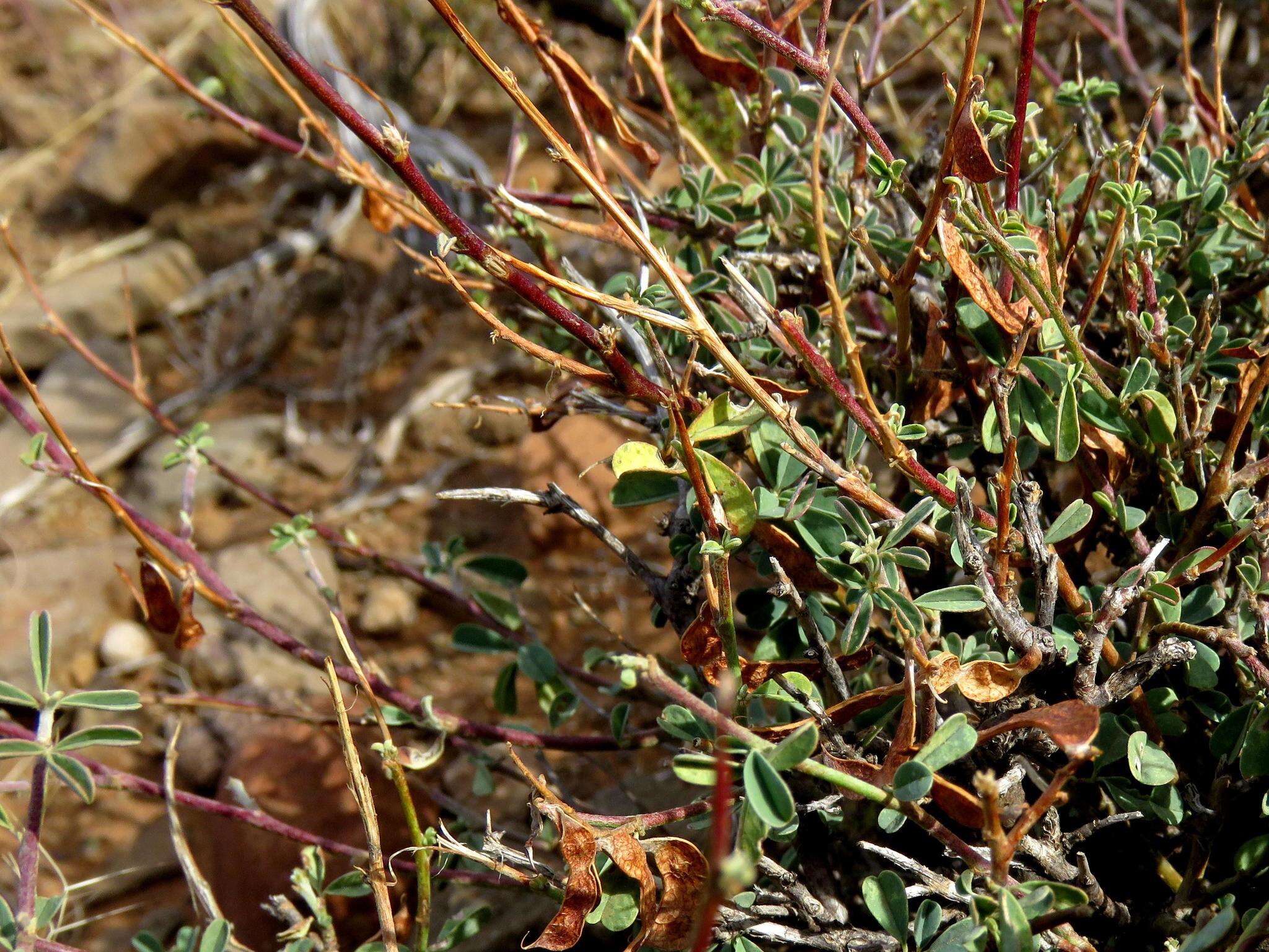 Plancia ëd Indigofera sessiliflora DC.