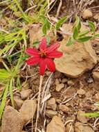 Image of Wedelia purpurea (Greenm.) B. L. Turner