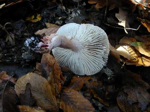 صورة Tricholoma basirubens (Bon) A. Riva & Bon 1988