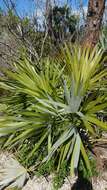 Image of white thatch palm