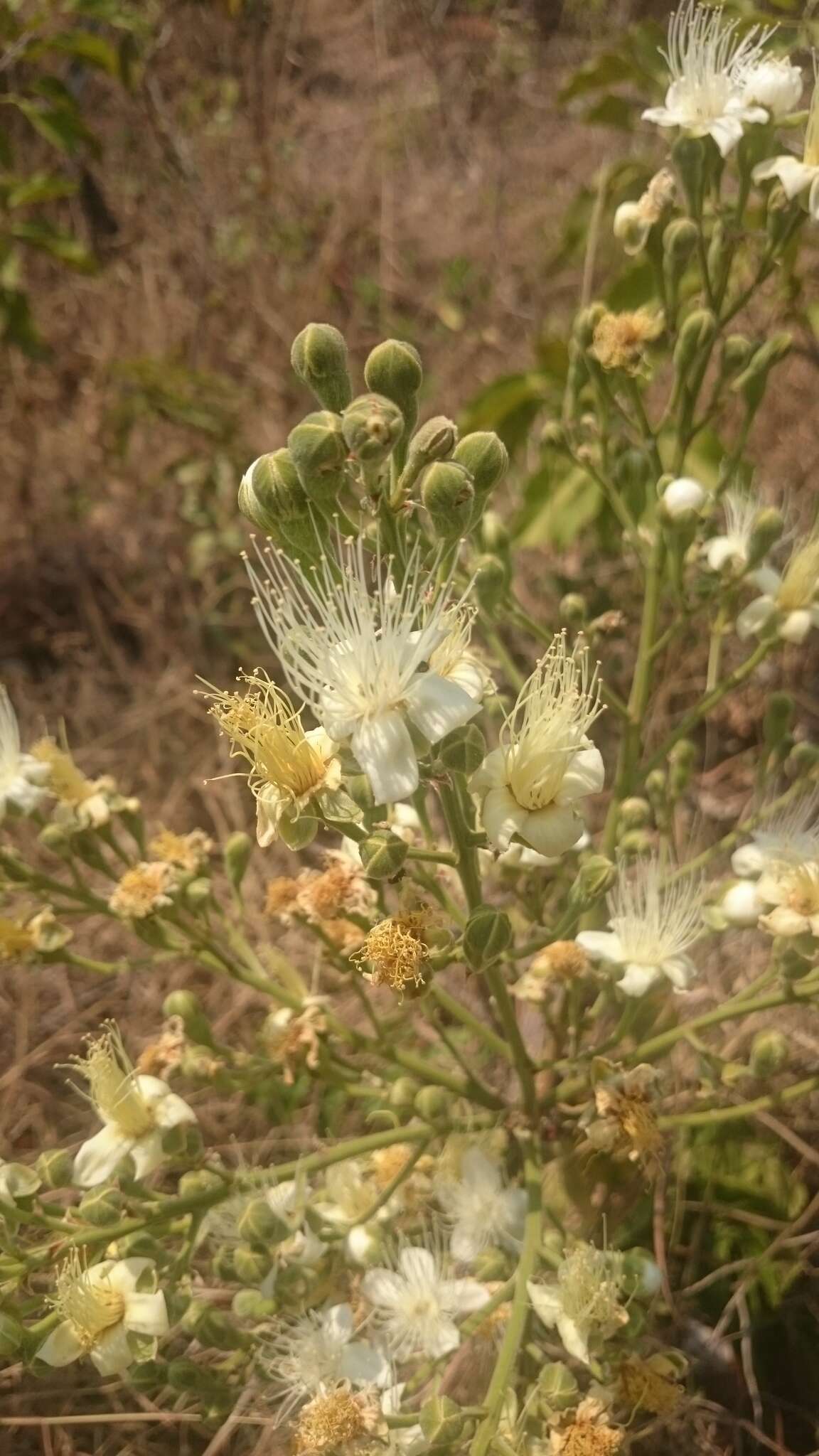 Plancia ëd Couepia grandiflora (Mart. & Zucc.) Benth. ex Hook. fil.