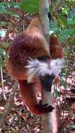 Image of Black Lemur