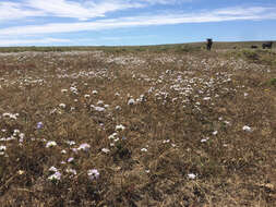 Image of largeflower linanthus