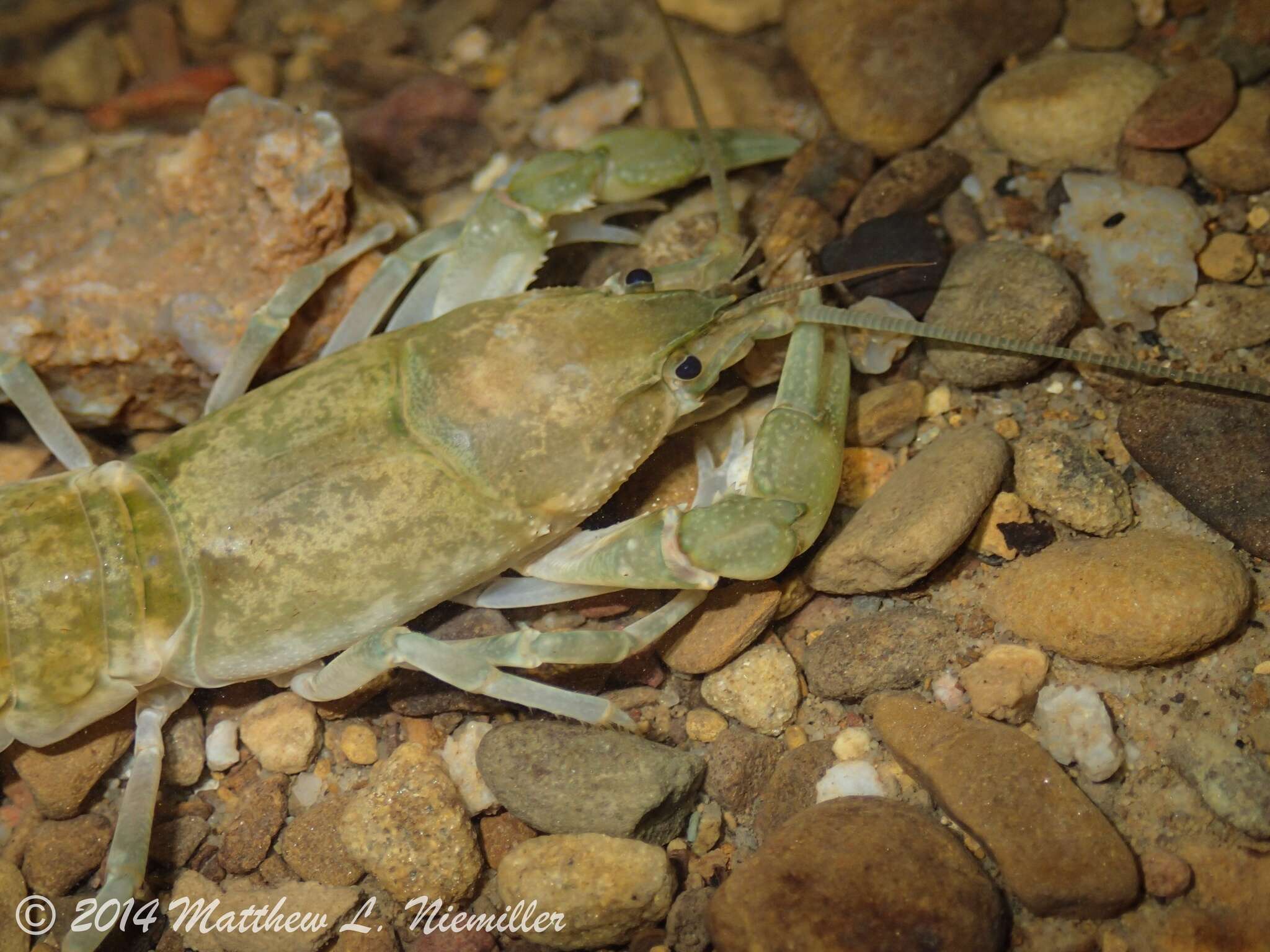 Cambarus tenebrosus Hay 1902的圖片