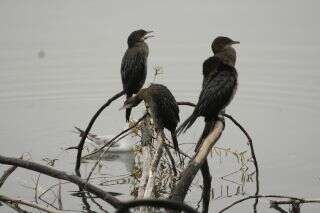 Image of Pygmy Cormorant