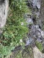 Image of California cranesbill